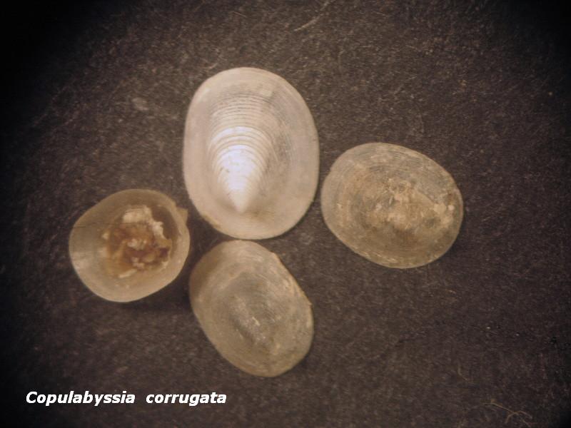 Coccopigya